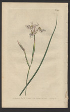 1802 Curtis Botanical Magazine Antique Print Long Clawed Morea Iris #593 picture