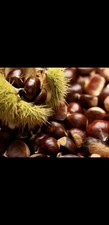 10PCS Organic 2026 ohio grown Sprouted American Chestnuts Tree Seeds  Edible  picture