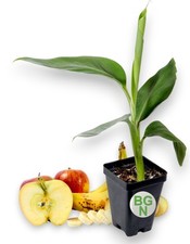 Dwarf Brazilian Banana Plant – Hawaiian Apple Banana - Live Plant picture