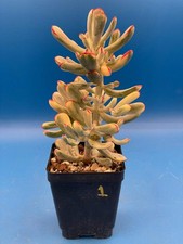 Cotyledon Orbiculata Flanaganii f. variegata EXACT PLANT Rare 3.5