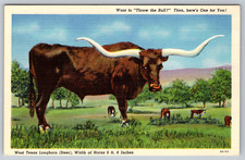c1940s West Texas Longhorn Steer Amarillo Vintage Postcard picture