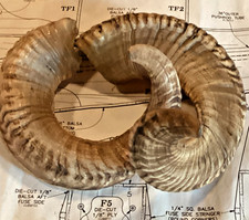 CHOICE OF Match Pair Ram Horn from Nepal Himilayan  FROM GEORGIA picture