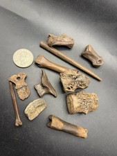 FOSSIL BONE COLLECTION ICE AGE ERA SANTA FE RIVER ASSORTED FOSSILS picture