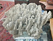 HUGE Natural White Coral Branch Heavy 24'' x 20'' (54 lb.) picture