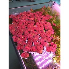 15 Nickel Size Red Root Floaters Live aquarium plants beautiful Floaters picture