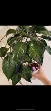 HOYA VERTICILLATA SP TANGGAMUS (ROOTED PLANT) picture