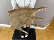 1 Huge JUMBO Whole MOOSE ANTLER Dog Chew SALE SELECT MASSIVE COLOSSAL BIG 13” picture
