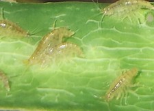 25+ Live Freshwater Scuds (Gammarus) – Clean Live Fish & Fry Food picture