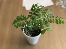 Organic Live Curry Leaf Plant 6+ Inches for Planting picture