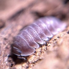 5+1 Count Cubaris Sp. Crystal Clear Reptile Feeder Pod Rare - LAG picture