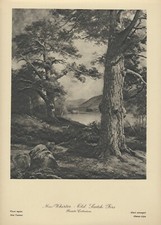 115+yr Old Art Original Antique Print MacWhirter Landscape OLD SCOTCH FIRS picture