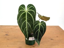 Anthurium Regale  - Live Tropical Aroid Houseplant  - Multiple Sizes  picture