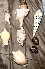 Hawaiian Seashells Large From Kauai picture