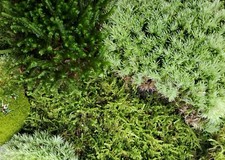 Large Live Moss Assortment for Terrarium Vivarium Fairy Garden 9