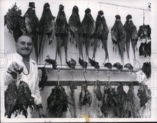 1957 Press Photo Roman Vendor Offers Pheasants at Price $1.50 Per Pound picture