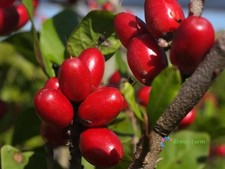 30 Seeds Synsepalum Dulcificum Miraculous Berry Red Fruit Shrubby Evergreen Tree picture