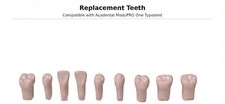 Replacement Teeth, Compatible with Acadental ModuPRO One Typodont picture