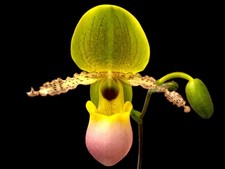 Paph. Pinocchio x sib Sequential Bloom (Blooming Size) (3.5” pot) picture