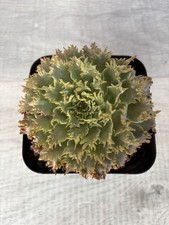 Graptoveria ‘Starfire’ Succulent Live Plant Echeveria Variegated - 5cm picture