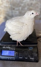 30+ Quail Hatching Eggs - Jumbo  XXL White Coturnix picture