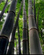 California Giant Black Timber Bamboo Nigra Daikokuchiku Bare Root Plant Rhizome picture