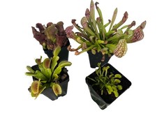 Carnivorous Plant Assortment – Mixed Species Collection - 4 Pack - You Choose picture