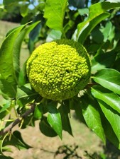 12 Farm Fresh Hedge Apple Osage Orange Horse Monkey Ball Maclura Pomifera Bois picture