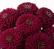 Zinnia Benary’s Giant WINE Cut Flower Garden 4-6