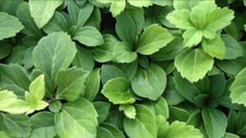 pachysandra terminalis 100 bare root plants picture