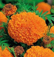 African Marigold, TALL ORANGE CRACKERJACK  Huge Double Blooms Non-GMO 100 Seeds picture