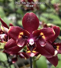 Phal. Miki Fire Bat 'Tanjirou', Mericlone, Peloric,   picture