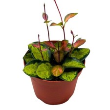 Variegated Hoya Australis, Tricolor Lisa, Very Rare Limited Live Plant, in 4 inc picture