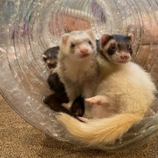 Best Ferret Toy EVER Jumbo Ex Wide &Long Super Thru Way Crinkle Tunnel Tube picture