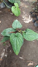 Real Picture Anthurium Luxurian Radicans Dark Form Medium Size picture