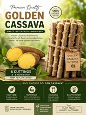 Very Rare  GOLDEN Cassava Stem 6 Cuttings | Premium Yellow Flesh Variety 5