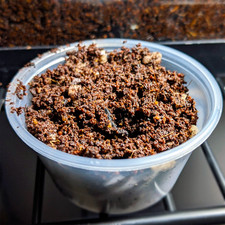 Bioactive Spring Tail Soil Culture | Tropical Temperate Terrarium Clean Up Crew picture