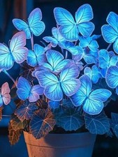10  Beautiful Blue Butterfly Coleus Seeds – Rare Heirlooms picture