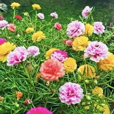 MOSS ROSE SEEDS - 2000 Seeds |  PORTULACA DOUBLE MIX (Portulaca grandiflora) USA picture