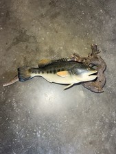 Vintage Largemouth Wooden Bass Mount On Driftwood 20” long 10” tall. See video picture