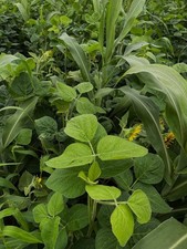 Eagle Seed Buffalo Summer Blend® for Deer | Food Plot Habitat Seed picture
