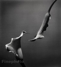 1989 Vintage HORST Botanical Abstract CALLA Flower Plant Photo Gravure Art 16X20 picture