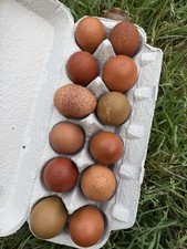 CHASING THE RAINBOW - 14 Olive Egger fertilized eggs NPIP Certified, AI clean   picture