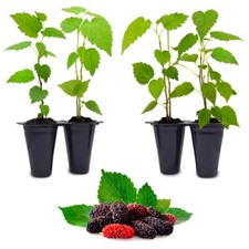 Mulberry 