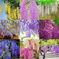 Wisteria Seeds – 50 Mixed Color Flower Seeds, Purple, White, Pink, Blue & Gold W picture