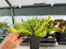 Scarlet Bell Pitcher Plant – Sarracenia Scarlet Bell – Carnivorous Plant picture