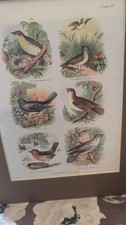 Antique 1868 Chromolithograph Samuel Walker & Co Birds The Living World VI print picture