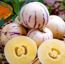 Pepino Melon seed Melon pear or sweet cucumber Exotic fruit 10 seeds.(#5736) picture