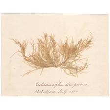 Antique 1833 Scottish dried sea algae herbarium 40 Enteromorpha cerupuna picture