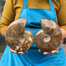 2pcs 3.52LB Natural Beautiful Ammonite Fossil Conch Crystal Specimen Healing picture
