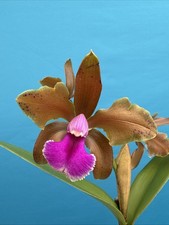 Cattleya Frasquita (bicolor X velutina) Orchid Eros Hybrid Blooming 7” Pot picture